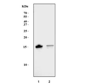 Western blot testing of human 1) K562 and 2) HeLa cell lysate with Interferon-induced transmembrane 