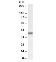 Western blot testing of human placenta lysate with ERLIN1 antibody at 0.5ug/ml. Predicted molecular 