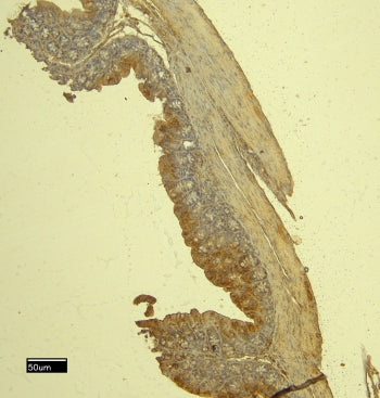 IHC staining of FFPE mouse intestine tissue with Mcpt4 antibody at 8ug/ml. Required HIER: steamed an