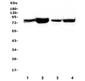 Western blot testing of human 1) placenta, 2) ThP-1, 3) Caco-2 and 4) HEK293 lysate with PRKCD antib