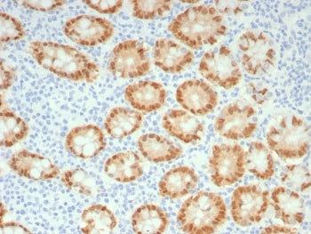 CDX2 Antibody