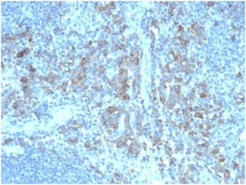 IHC staining of FFPE human tonsil tissue with CD5 Ligand antibody (clone CD5L/4420) at 2ug/ml in PBS
