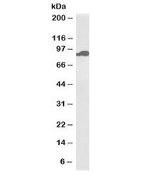 Western blot testing of heart lysate with biotinylated Aconitase 2 antibody at 0.1ug/ml. Predicted molecular weight: ~85kDa.