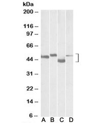 MEIS2 Antibody