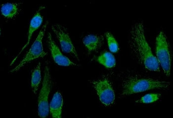Immunofluorescent staining of FFPE human HeLa cells with MT-ND5 antibody (green) and DAPI nuclear st