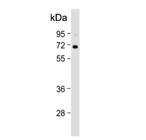 Western blot testing of human K562 cell lysate with KLF11 antibody. Expected molecular weight: 55-65