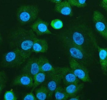 Immunofluorescent staining of RPL24 using anti-RPL24 antibody (green). RPL24 was detected in an immu