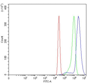 Flow cytometry testing of human K562 cells with Transcription factor Sp6 antibody at 1ug/million cel