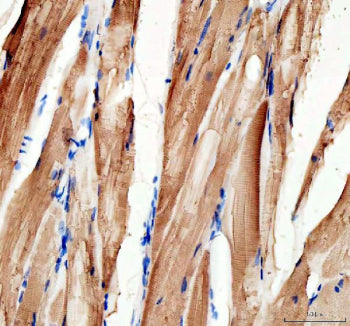 IHC staining of FFPE zebrafish skeletal muscle tissue with Mylz2 antibody, HRP-labeled secondary and