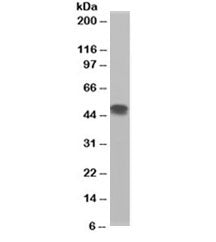 Western blot testing of H460 lysate with Flotillin 1 antibody at 0.3ug/ml. Expected/observed molecul