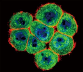 Confocal immunofluorescent analysis of SMAD4 antibody with HeLa cells followed by Alexa Fluor 488-co