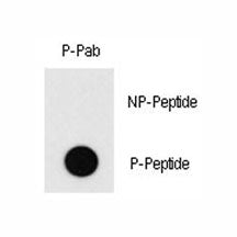 Dot blot analysis of phospho-MEF2C antibody. 50ng of phos-peptide or nonphos-peptide per dot were sp