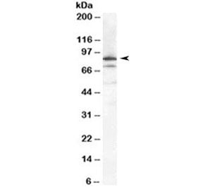 Western blot testing of HeLa cell lysate with Ku80 antibody at 0.1ug/ml. Predicted molecular weight 