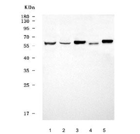 GPR161 Antibody
