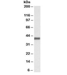 CXCR1 Antibody