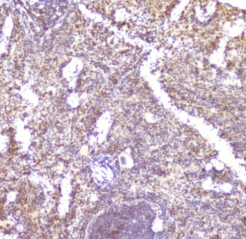 IHC staining of FFPE mouse spleen with CCL6 antibody at 2ug/ml. HIER: boil tissue sections in pH6, 1