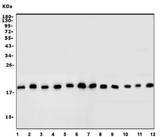 Western blot testing of human 1) HEK293, 2) HepG2, 3) Caco-2, 4) U-87 MG, 5) PC-3, 6) HL60, 7) HeLa,