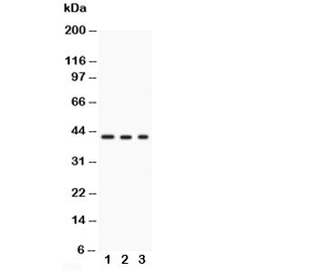GAP43 Antibody