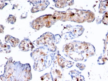 IHC testing of FFPE human placenta with FSP1 antibody (clone rS100A4/1481). Required HIER: steam sec