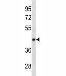 LEF1 antibody western blot analysis in K562 lysate. Predicted molecular weight ~44 kDa but commonly 