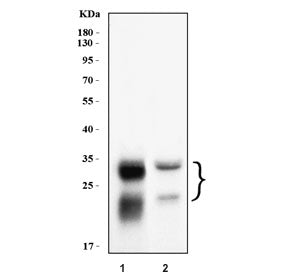 Western blot testing of human 1) U-87 MG and 2) HepG2 cell lysate with CTSB antibody. Molecular weig