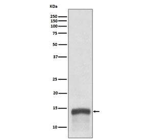 Western blot testing of human tonsil lysate with S100A9 antibody. Expected molecular weight: 13-16 k