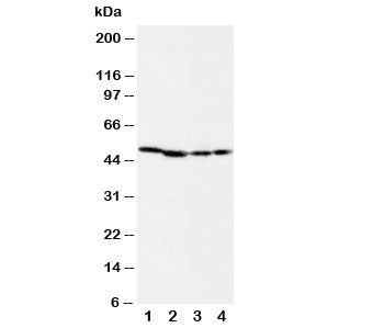 MEK1 Antibody