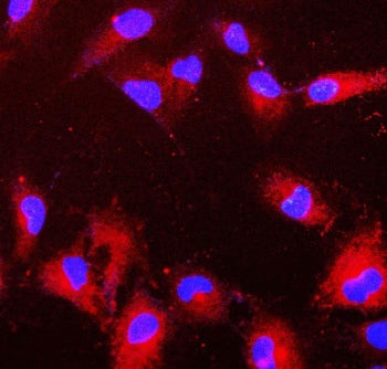 Immunofluorescent staining of FFPE human A549 cells with Peroxiredoxin 6 antibody (red) and DAPI nuc