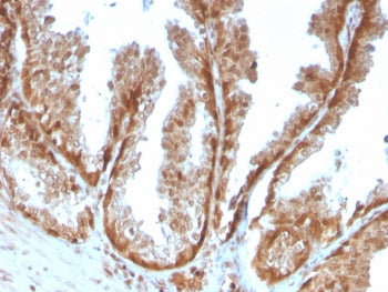 IHC staining of FFPE human prostate tissue with SOD1 antibody (clone SOD1/4593). HIER: boil tissue s