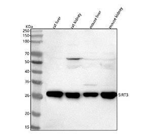SIRT3 Antibody, 100ug