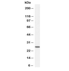 Western blot testing of human HeLa cell lysate with GSTM4 antibody at 0.1ug/ml. Predicted molecular 