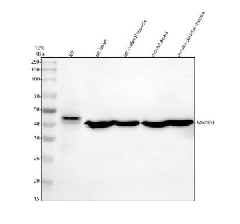 Western blot analysis of MYOD1 using anti-MYOD1 antibody. Electrophoresis was performed on a 10% SDS