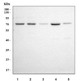 Western blot testing of 1) human K562, 2) human 293T, 3) human SH-SY5Y, 4) human HepG2 and 5) rat br