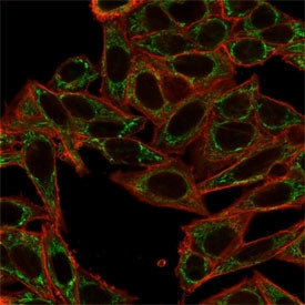 Immunofluorescent staining of PFA-fixed human HeLa cells using Sirtuin 2 antibody (green, clone PCRP