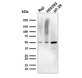 Western blot testing of human Raji, HEK293, and HT-29 cell lysate with MMP3 antibody. Predicted mole