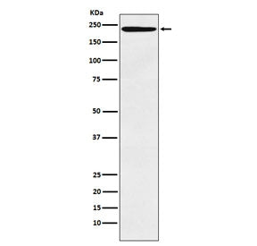 Western blot testing of human tonsil lysate with DEC-205 antibody. Predicted molecular weight: 199-2