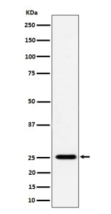 Western blot analysis of CFD expression in human THP-1 cell lysate using the CFD antibody. Predicted