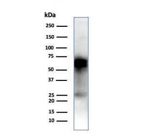 CD33 Antibody