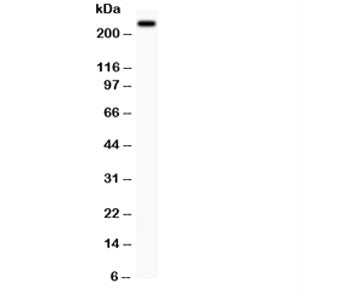 MUC4 Antibody