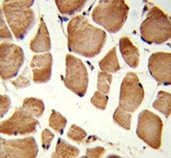 NRP1 Antibody