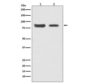 Western blot testing of 1) human HeLa and 2) mouse kidney lysate with Mitofusin 2 antibody. Predicte