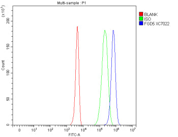 Flow Cytometry analysis of 293T cells using anti-FGD5 antibody. Overlay histogram showing 293T cells