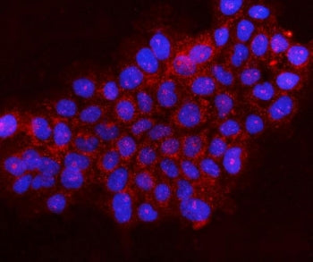 Immunofluorescent staining of FFPE human A431 cells with Gephyrin antibody (red) and DAPI nuclear st