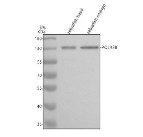 Western blot analysis of Polr2b protein using Zebrafish Polr2b antibody and 1) zebrafish head tissue
