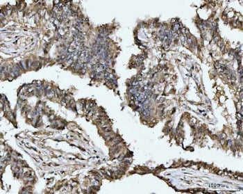 MAT2A Antibody / Methionine adenosyltransferase 2