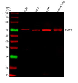 Western blot analysis of HSPA6 using anti-HSPA6 antibody. Lane 1: human K562 whole cell lysates, Lan