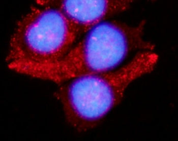 Immunofluorescent staining of FFPE human MCF7 cells with LAMTOR1 antibody (red) and DAPI nuclear sta