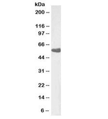 Western blot testing of human lung lysate with Thromboxane A2 Receptor antibody at 0.03ug/ml. Predic