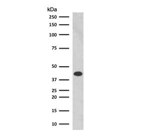 Glycophorin A Antibody