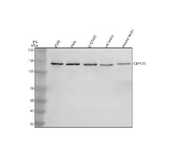 Western blot analysis of CEP135 using anti-CEP135 antibody. Lane 1: human K562 whole cell lysates, L